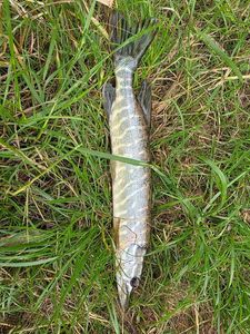 Northern Pike