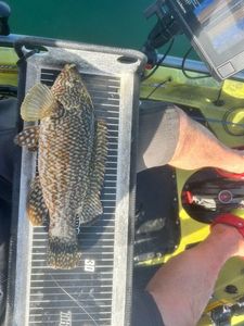 Ballan Wrasse