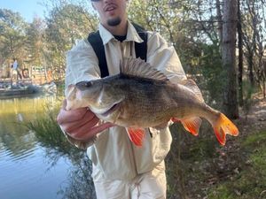 European Perch