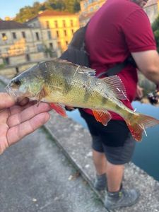 European Perch