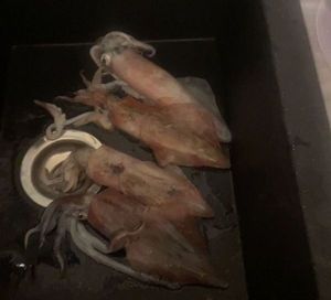 European Squid