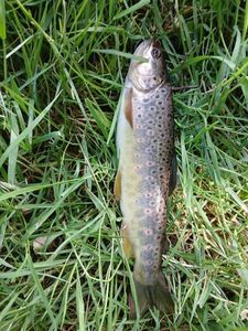 Brown Trout
