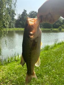 Smallmouth Bass