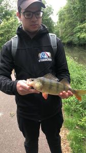 European Perch