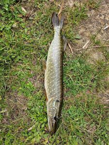 Northern Pike