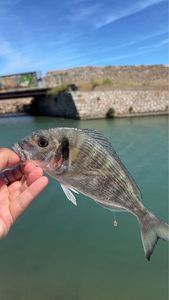 Gilthead Seabream