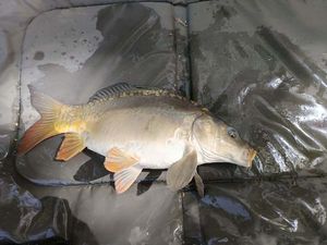 Leather Carp