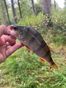 European Perch