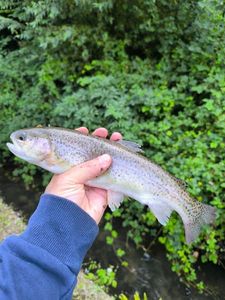 Rainbow Trout