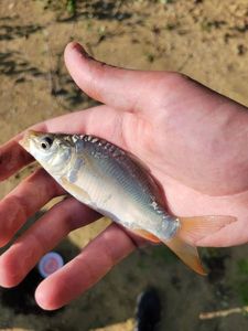 Mirror Carp