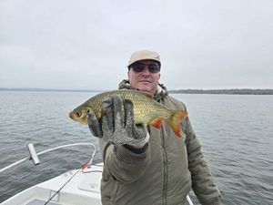 Common Bream