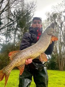 Northern Pike