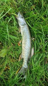 Northern Pike