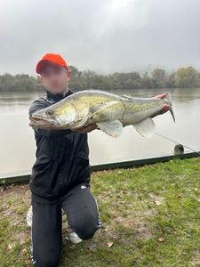 Zander
