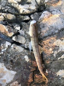 Atlantic Lizardfish