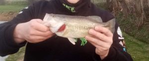 Largemouth Bass