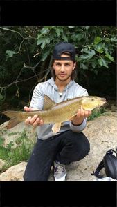 Barbel