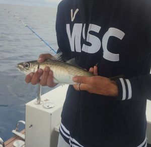 Mediterranean Horse Mackerel