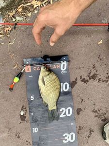 Crucian Carp