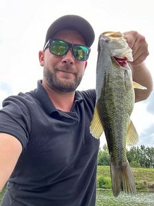 Largemouth Bass