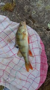 European Perch