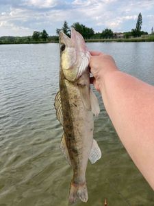 Zander