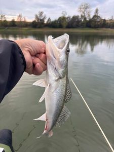 Zander