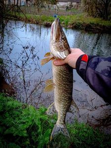 Northern Pike