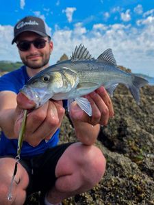 European Bass (Seabass)