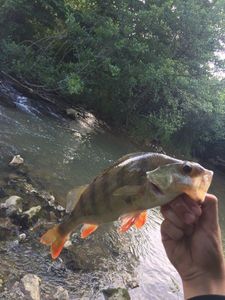 European Perch