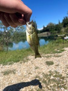 Largemouth Bass