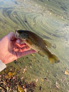 Largemouth Bass