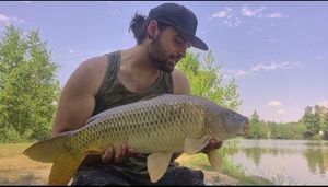 Common Carp