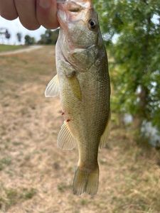 Largemouth Bass