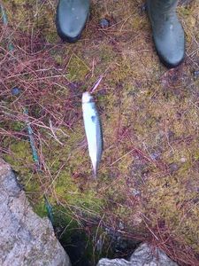 Mackerel