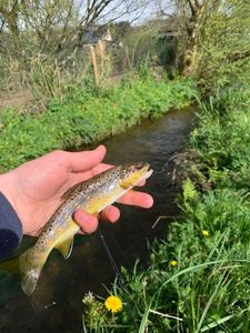Brown Trout