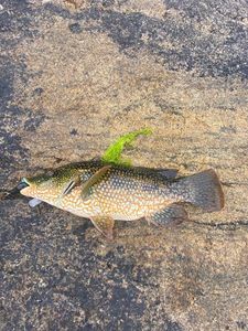 Ballan Wrasse