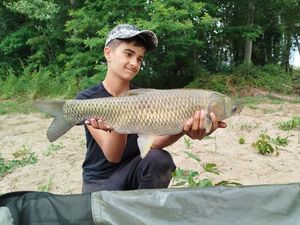 Grass Carp