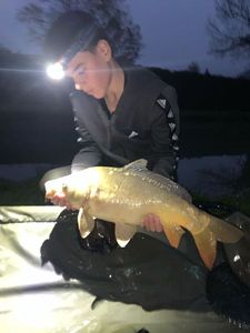 Mirror Carp