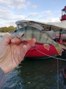 European Perch