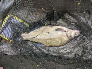 Common Bream