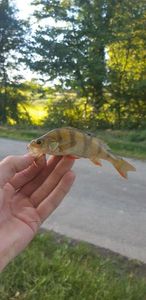European Perch
