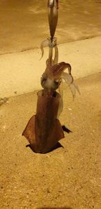 European Squid