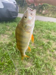 European Perch
