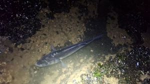European Bass (Seabass)