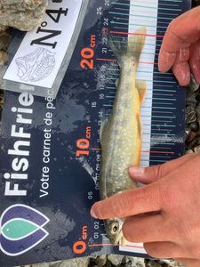 Arctic Char