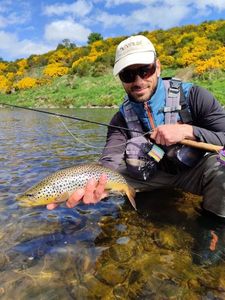 Brown Trout