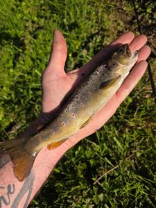 Brown Trout