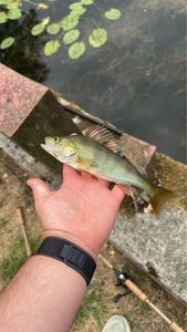 European Perch