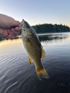 Smallmouth Bass